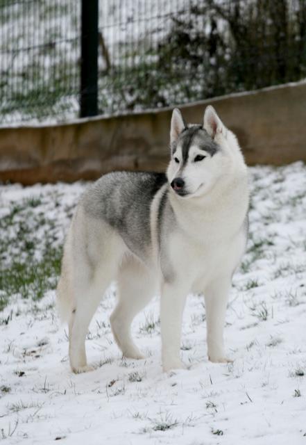 Roxy od naprijed1.jpg